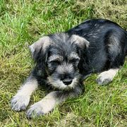 Boy 1 - Pepper and salt male Standard Schnauzer puppy in Poughkeepsie, New York from Neva's Standard Schnauzers