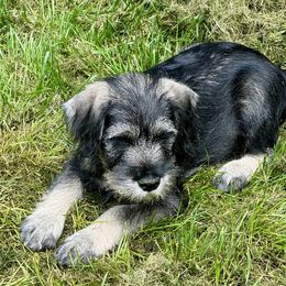 Boy 1 - Pepper and salt male Standard Schnauzer puppy in Poughkeepsie, New York from Neva's Standard Schnauzers