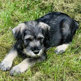 Boy 1 - Pepper and salt male Standard Schnauzer puppy in Poughkeepsie, New York from Neva's Standard Schnauzers