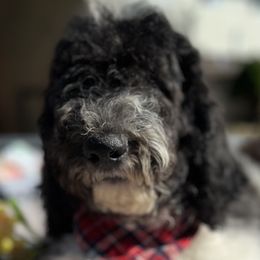 Boy 2 - Tri-color Double Doodle puppy in El Cajon, California from Calibear Doodles