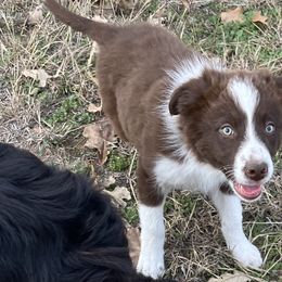 Tig - Border Collie puppy from Rocking H Border Collies