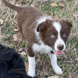Tig - Border Collie puppy from Rocking H Border Collies