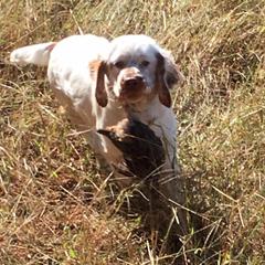Clumber Spaniel Puppies from SunMagic Clumber Spaniels