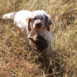 Clumber Spaniel Puppies from SunMagic Clumber Spaniels