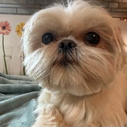 Harley - Shih Tzu