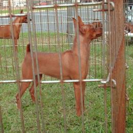 Shinia - Miniature Pinscher