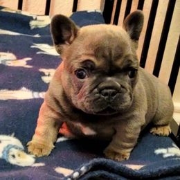 French Bulldog Puppies from Charles Frenchies