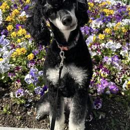 Cappuccino - Poodle