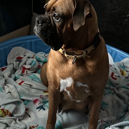 Boxers from Dawn Dacosta