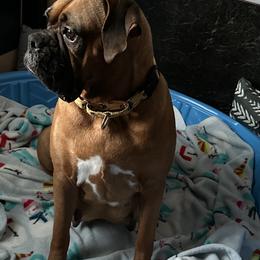 Boxers from Dawn Dacosta