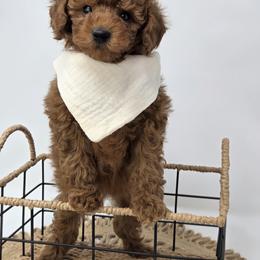 Laura - Red  female Poodle puppy in Leander, Texas from Doodle Doula