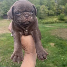 Girl 5 - Black female Pug puppy in Belmont, New Hampshire from Crazy Pugs Haven