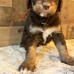 Orange Collar Girl - Phantom female Bernedoodle puppy in San Augustine, Texas from Vintage Doodles