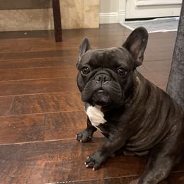 Louie - French Bulldog
