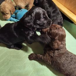 Australian Cobberdog Puppies from Lively Acres Cobberdogs