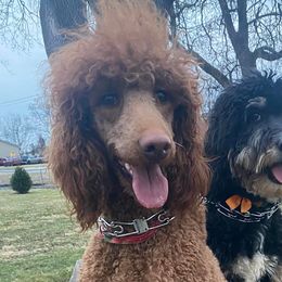 Bernedoodles, French Bulldogs, and Poodles from Lovely Poodles an’ Doodles