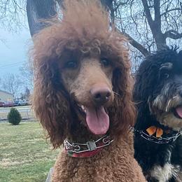 Bernedoodles, French Bulldogs, and Poodles from Lovely Poodles an’ Doodles