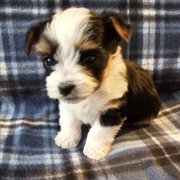 Teddy - Parti male Yorkshire Terrier puppy in Duncan, South Carolina from Sonshine Yorkies