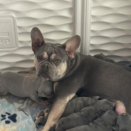 Scarlett - French Bulldog