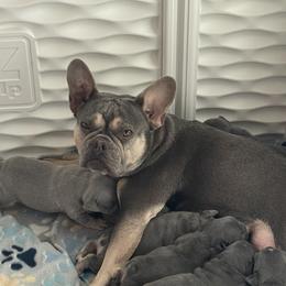Scarlett - French Bulldog