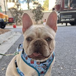 FIJI - French Bulldog