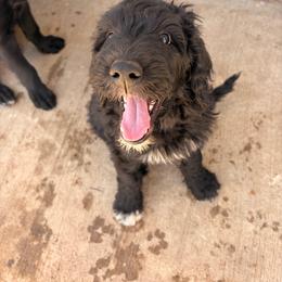 Brown collar.. aka Happy Feet - Black male Goldendoodle puppy in Las Vegas, Nevada from Doodles by Design
