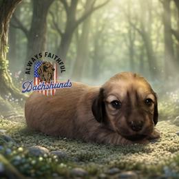 AFDs Millie - Cream female Dachshund puppy in Waverly, Ohio from Always Faithful Dachshunds