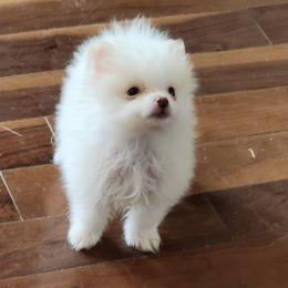 Pomeranian Puppies from BabyBooPoms