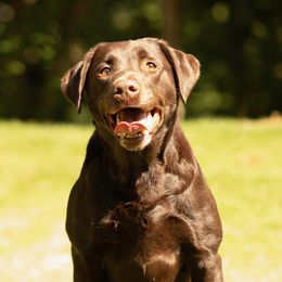 River - Labrador Retriever