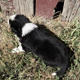 Ollie - Black and white male Border Collie puppy in Salem, Indiana from Hidden Creek