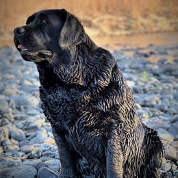 Labrador Retriever puppies from Battleborn Labradors