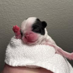 Boy 2 - Black and white male Japanese Chin puppy in Little Rock, Arkansas from Montra Japanese Chin & Cavalier King Charles Spaniels