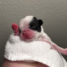 Boy 2 - Black and white male Japanese Chin puppy in Little Rock, Arkansas from Montra Japanese Chin & Cavalier King Charles Spaniels