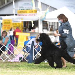 Poodle Puppies from D and D Standard Poodles