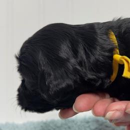 Girl 3 - female Australian Labradoodle puppy in Avon, Indiana from Forever Friends Labradoodles