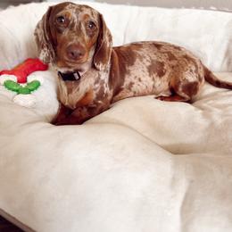 Sissy - Dachshund