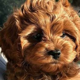 Cavapoos and Poodles from Premier Paws