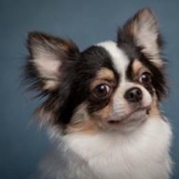 Jude - Chihuahua