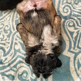 Shih Tzu Puppies from Sun Shih Tzu