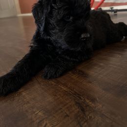 Giant Schnauzer Puppies from SchnauHaus