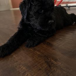 Giant Schnauzer Puppies from SchnauHaus