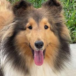 Fara - Shetland Sheepdog