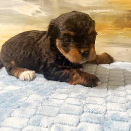 Girl 3 Aussie Doodle - Black female Miniature Australian Shepherd puppy in Pensacola, Florida from TNT MINI AUSSIES