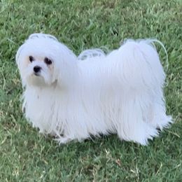 Ethel - Maltese