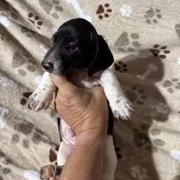 Tom Ckc black piebald - Piebald male Dachshund puppy in Whitesboro, Texas from Joanie's Tickled Pink Puppies