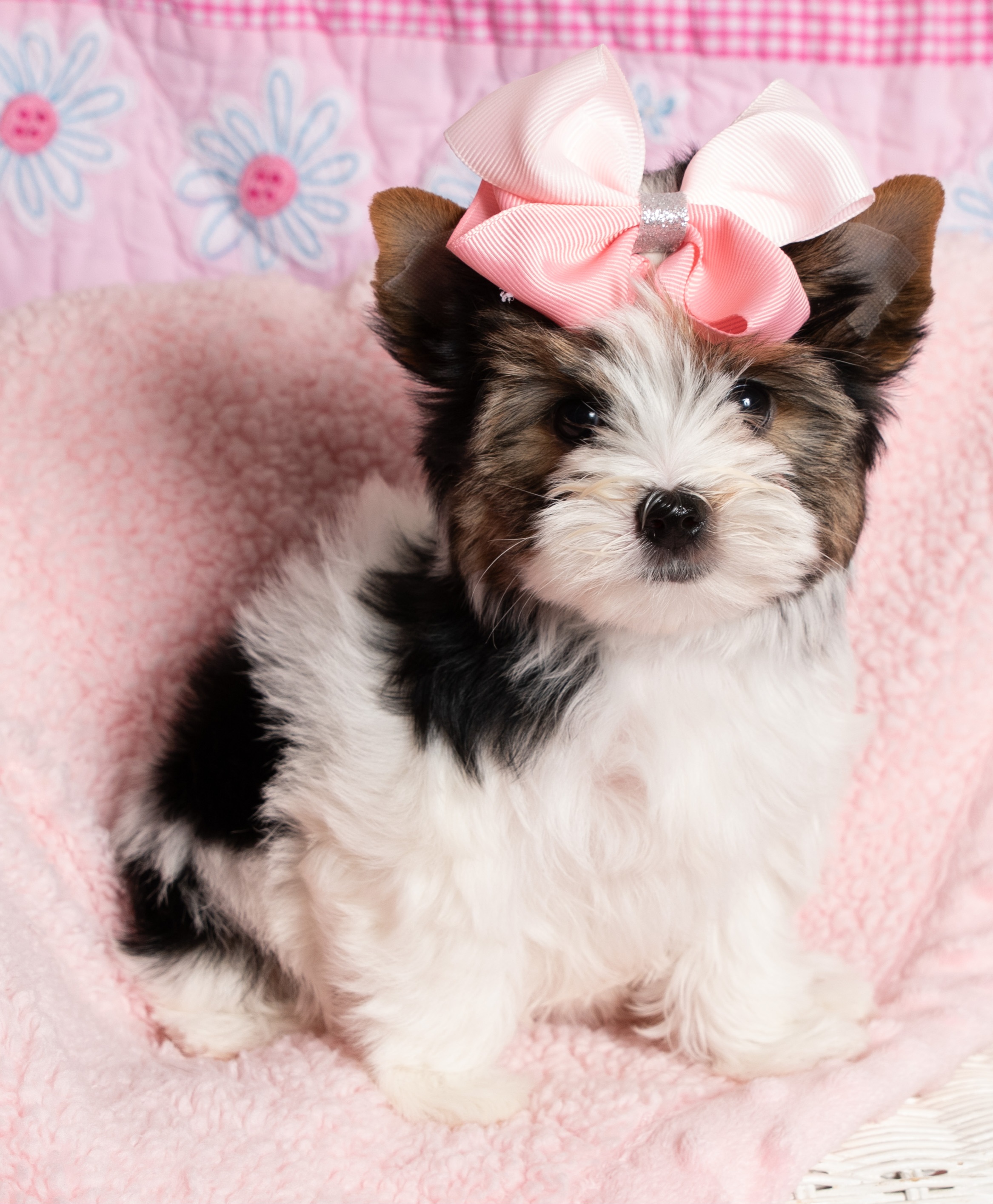 Yorkshire Terriers from Absolut' Parti Yorkies