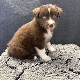 Ron Weasley - Red & white male Australian Shepherd puppy in Smithfield, Utah from C&C Ranch