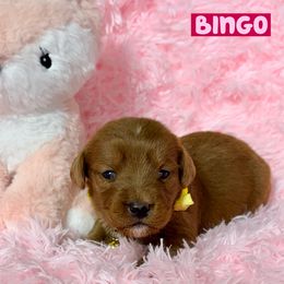 Bingo - Red female Labradoodle puppy in Beecher, Illinois from Erica’s Doodles