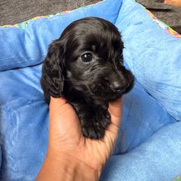 Shadow - Black male Dachshund puppy in Magnolia, Texas from Carrie’s Countryside Dachshunds