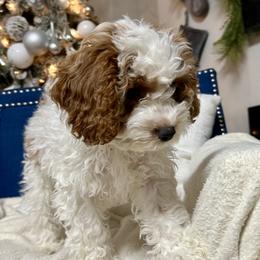 Cockapoo Puppies from Cockapoo